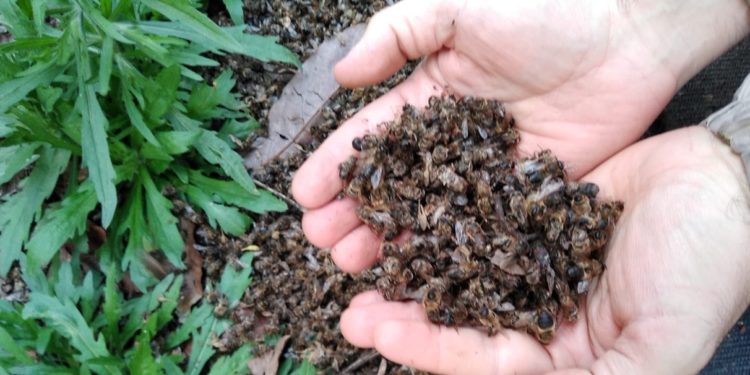 La Asociación Bee Garden vuelve a pedir la prohibición total de los plaguicidas tóxicos para las abejas en la semana que se celebra el Día Mundial de las Abejas.